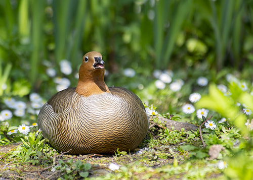 Nikon D600 sample photo. Wwt llanelli photography