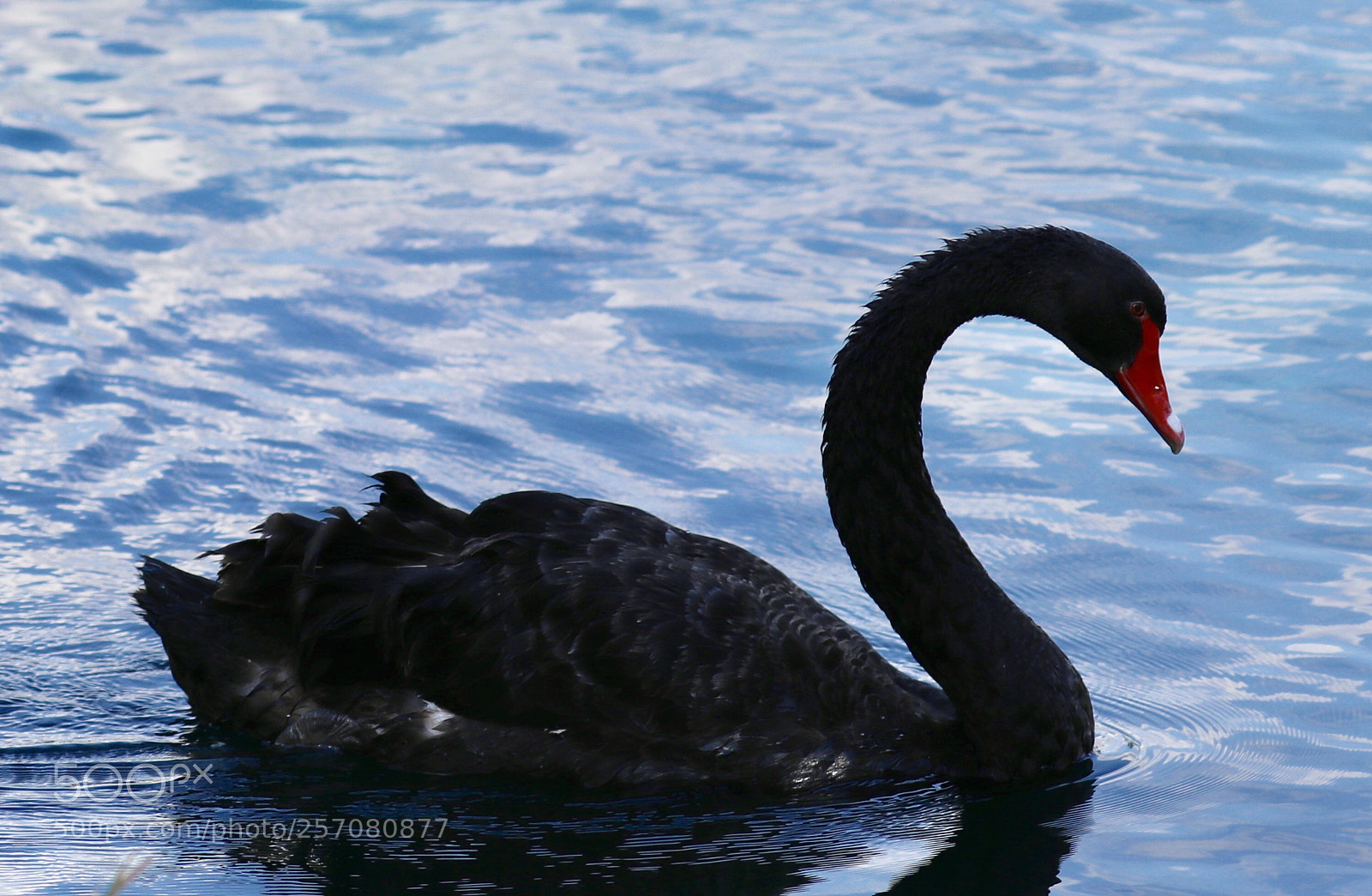 Canon EOS 80D sample photo. Black swan photography