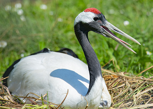 Nikon D600 sample photo. Wwt llanelli photography