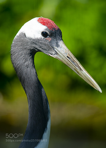 Nikon D600 sample photo. Wwt llanelli photography