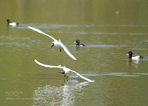 Nikon D600 sample photo. Wwt llanelli photography