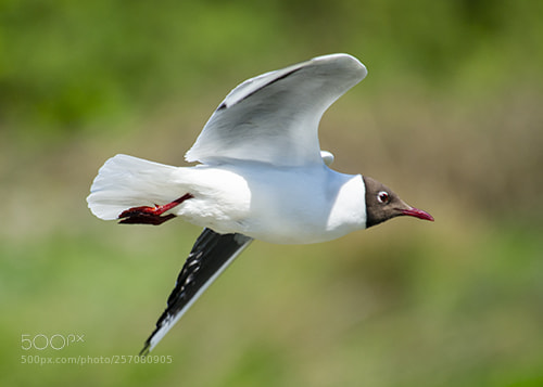 Nikon D600 sample photo. Wwt llanelli photography