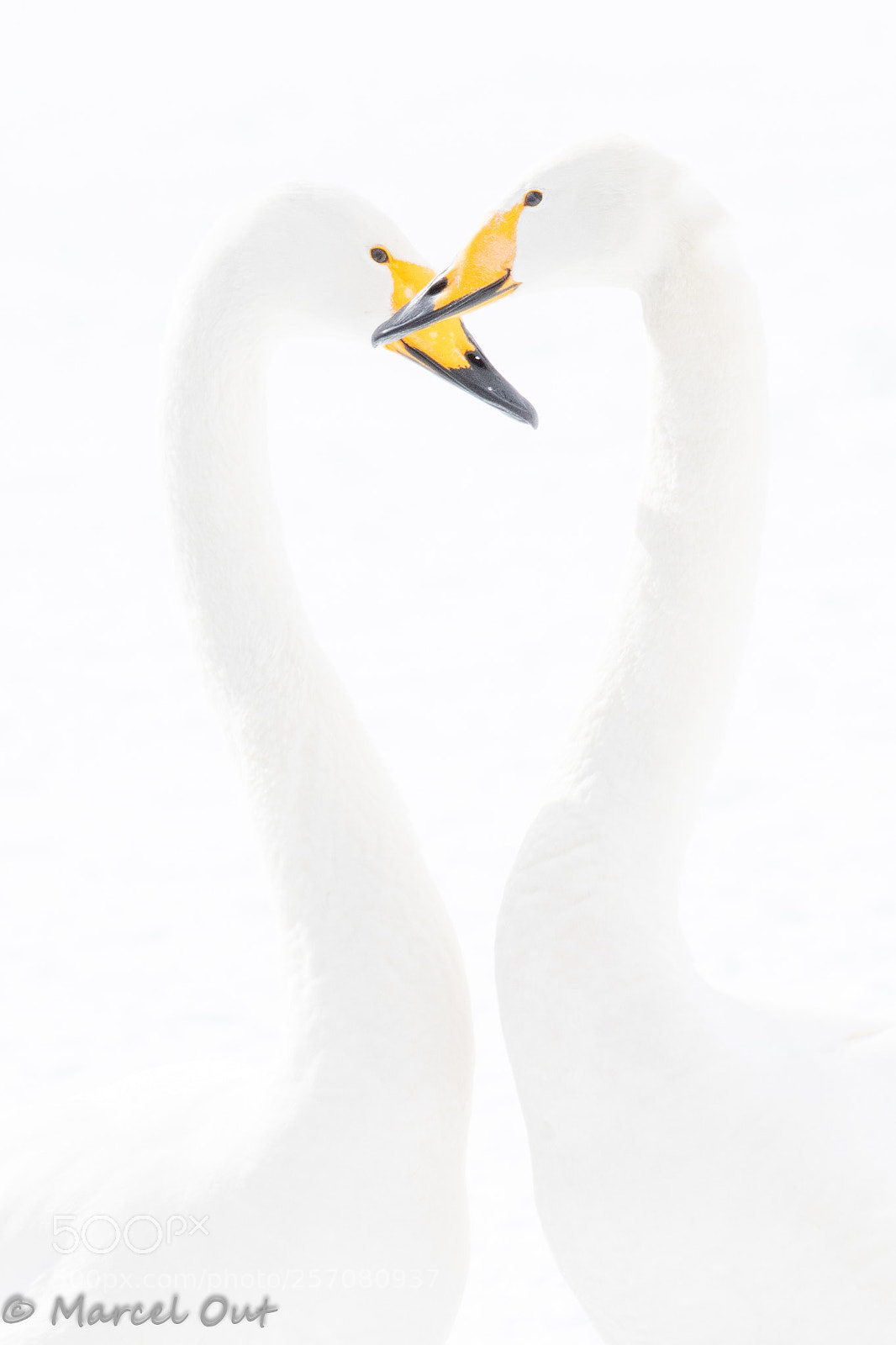 Nikon D500 sample photo. Swan love photography
