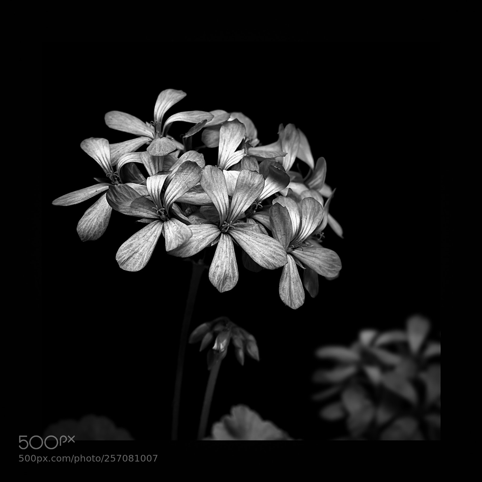 Canon EOS 60D sample photo. Pelargonium photography