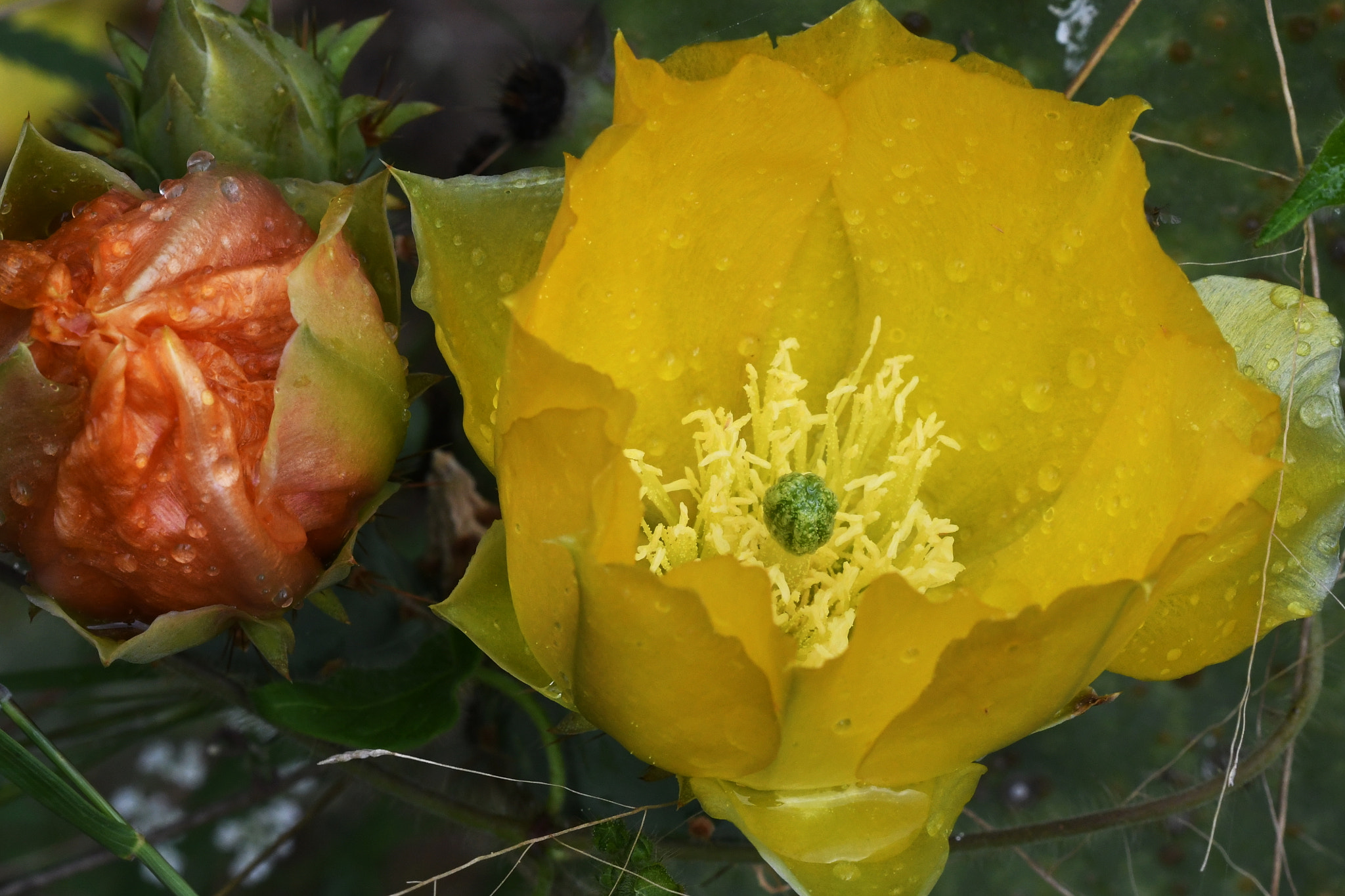 Sigma 150mm F2.8 EX DG OS Macro HSM sample photo. After the rain photography