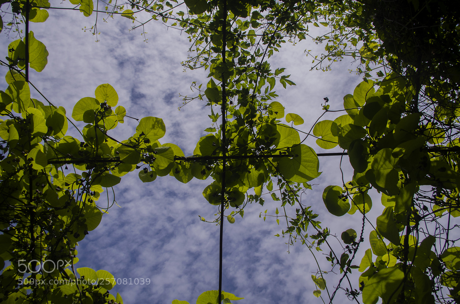 Pentax K-30 sample photo. Window to the sky photography
