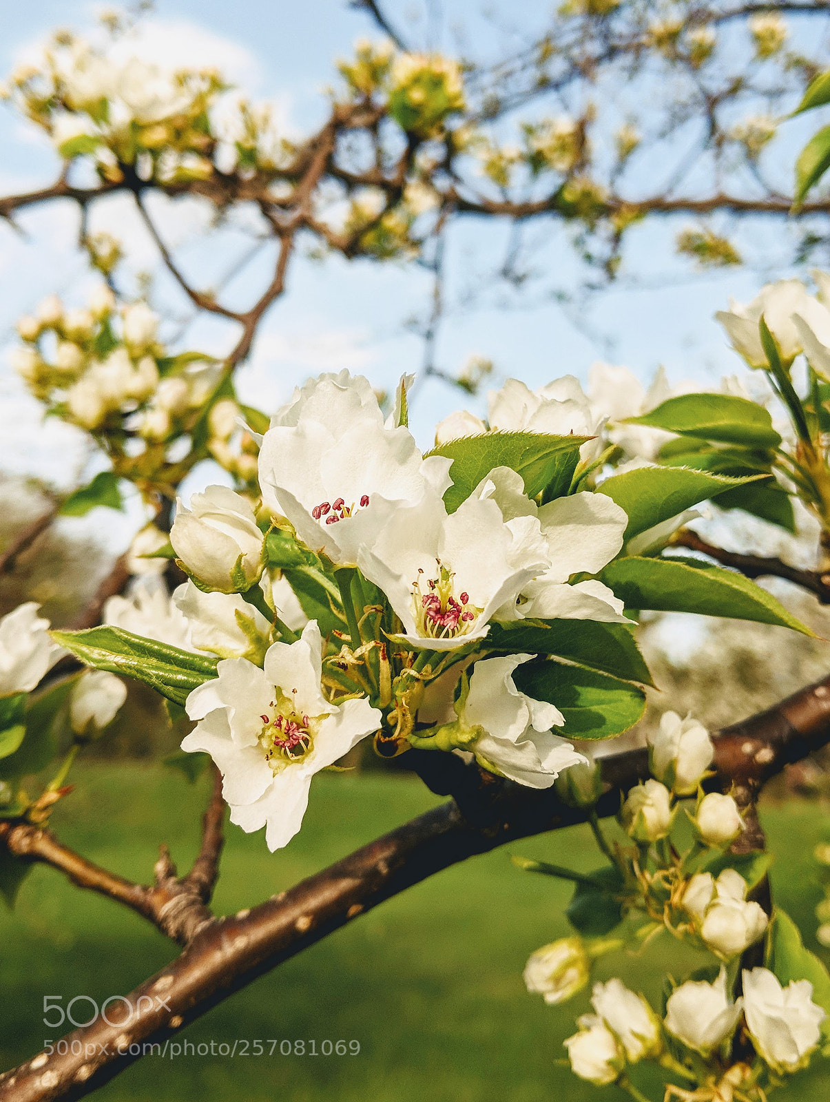 Google Pixel 2 XL sample photo. Pear blossom 1 photography