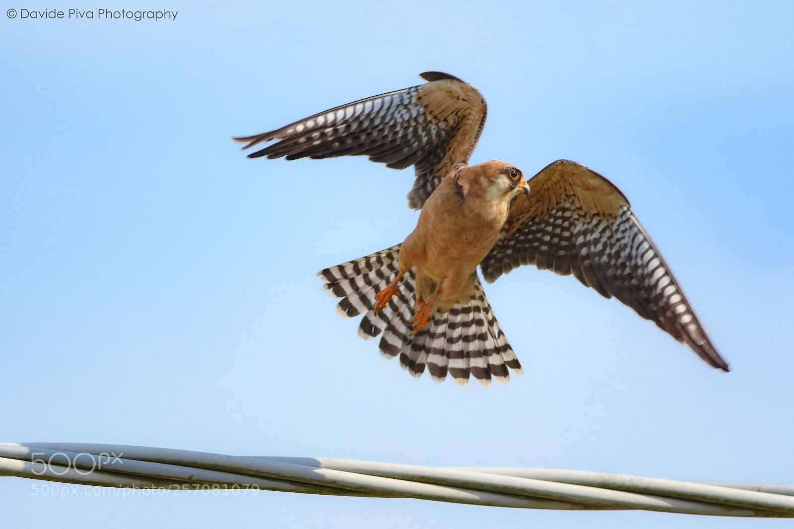 Canon EOS 7D Mark II sample photo. Hawk # photography