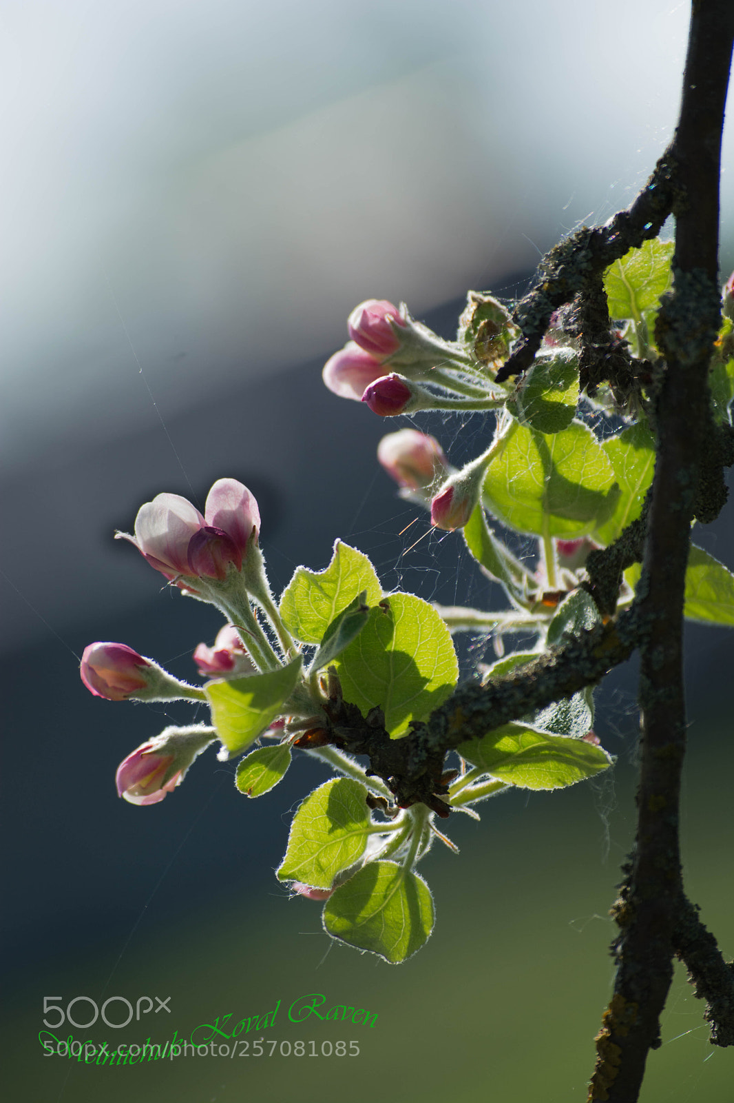 Nikon D5200 sample photo. Apple bloom photography