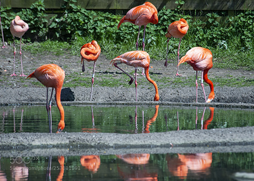 Nikon D600 sample photo. Wwt llanelli photography