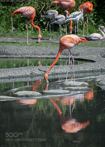 Nikon D600 sample photo. Wwt llanelli photography