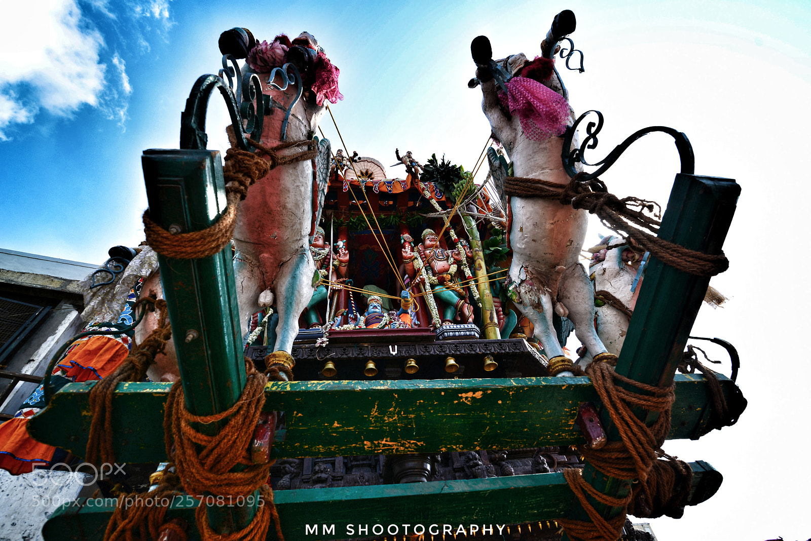 Nikon D610 sample photo. Galloping photography