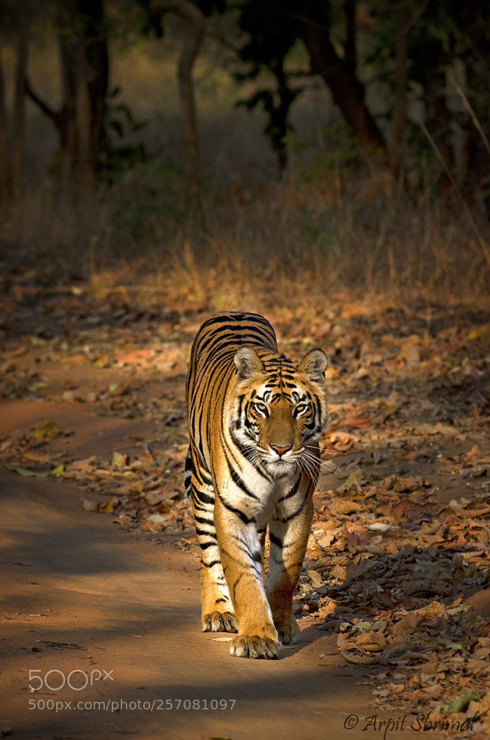 Nikon D7000 sample photo. Tiger bhandhavgarh photography