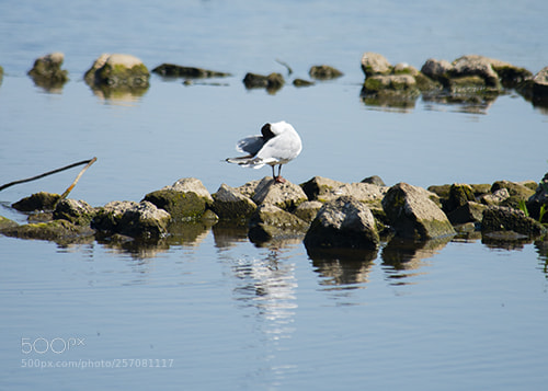 Nikon D600 sample photo. Wwt llanelli photography