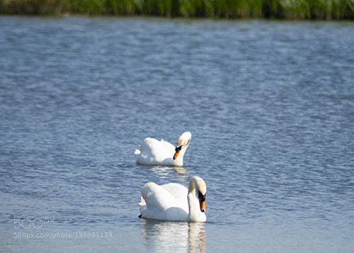 Nikon D600 sample photo. Wwt llanelli photography