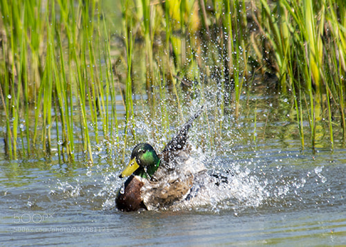 Nikon D600 sample photo. Wwt llanelli photography