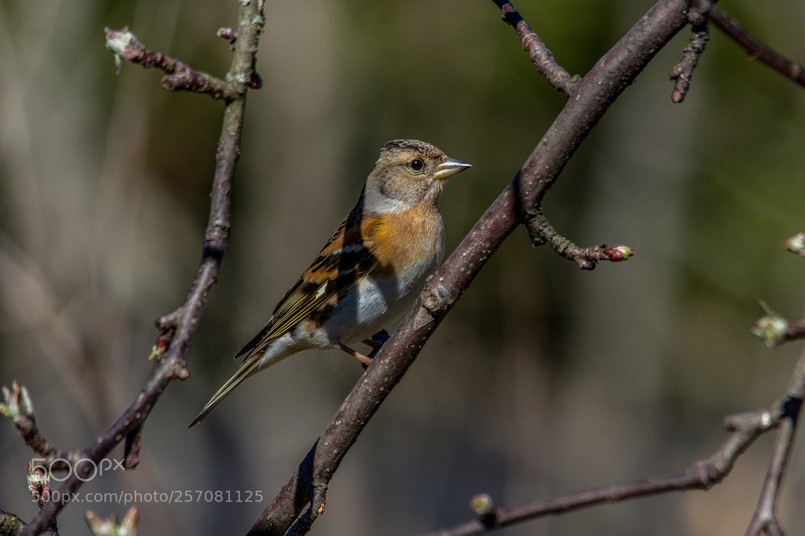 Nikon D7200 sample photo. Brambling photography