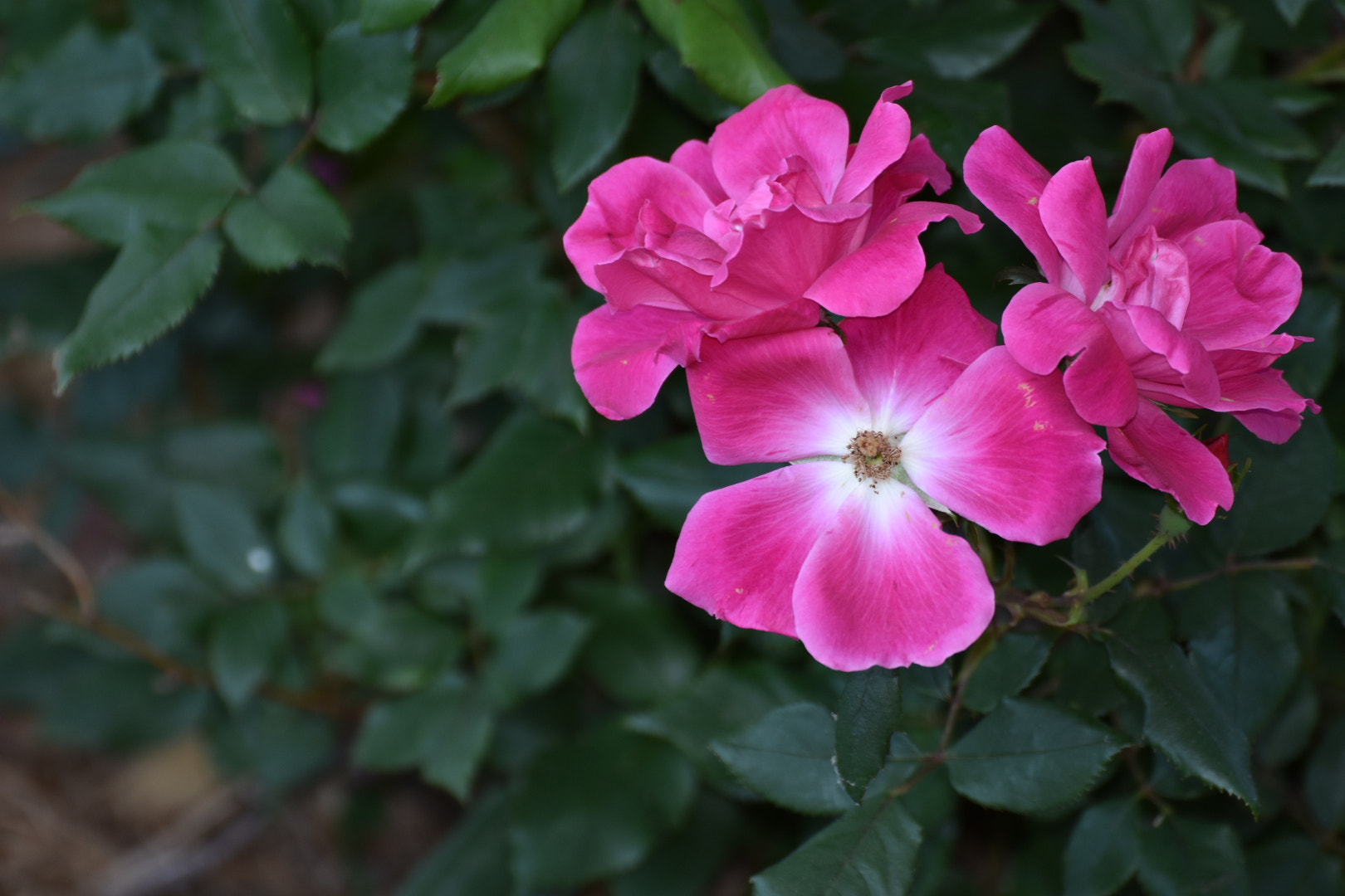 Nikon D3400 sample photo. Flowers photography