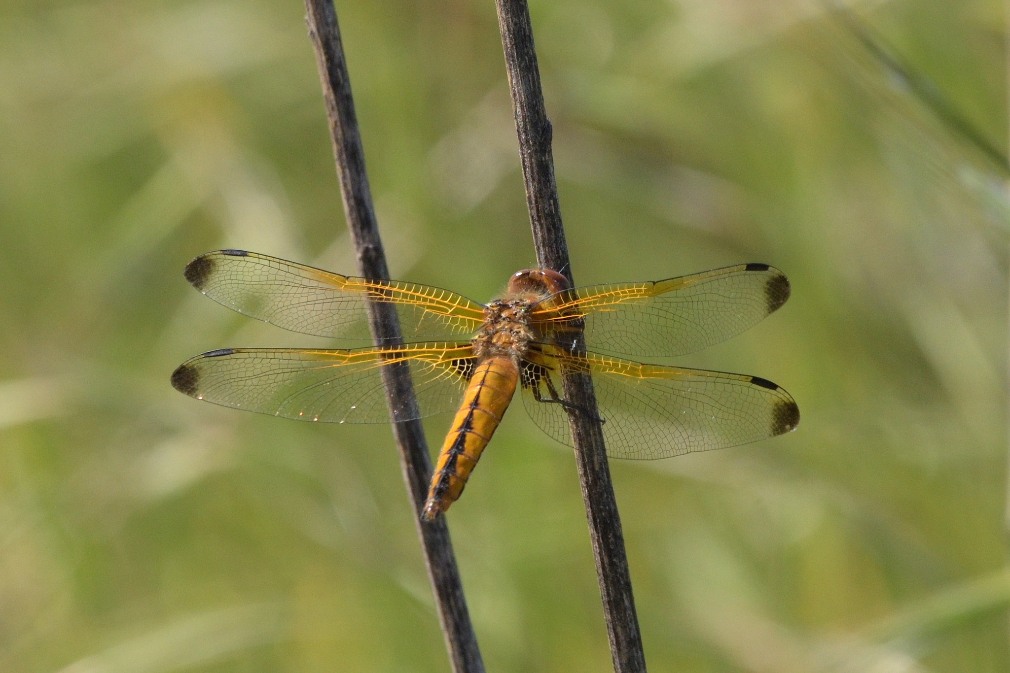 Nikon D750 sample photo. Scarce chaser (libellula fulva) photography