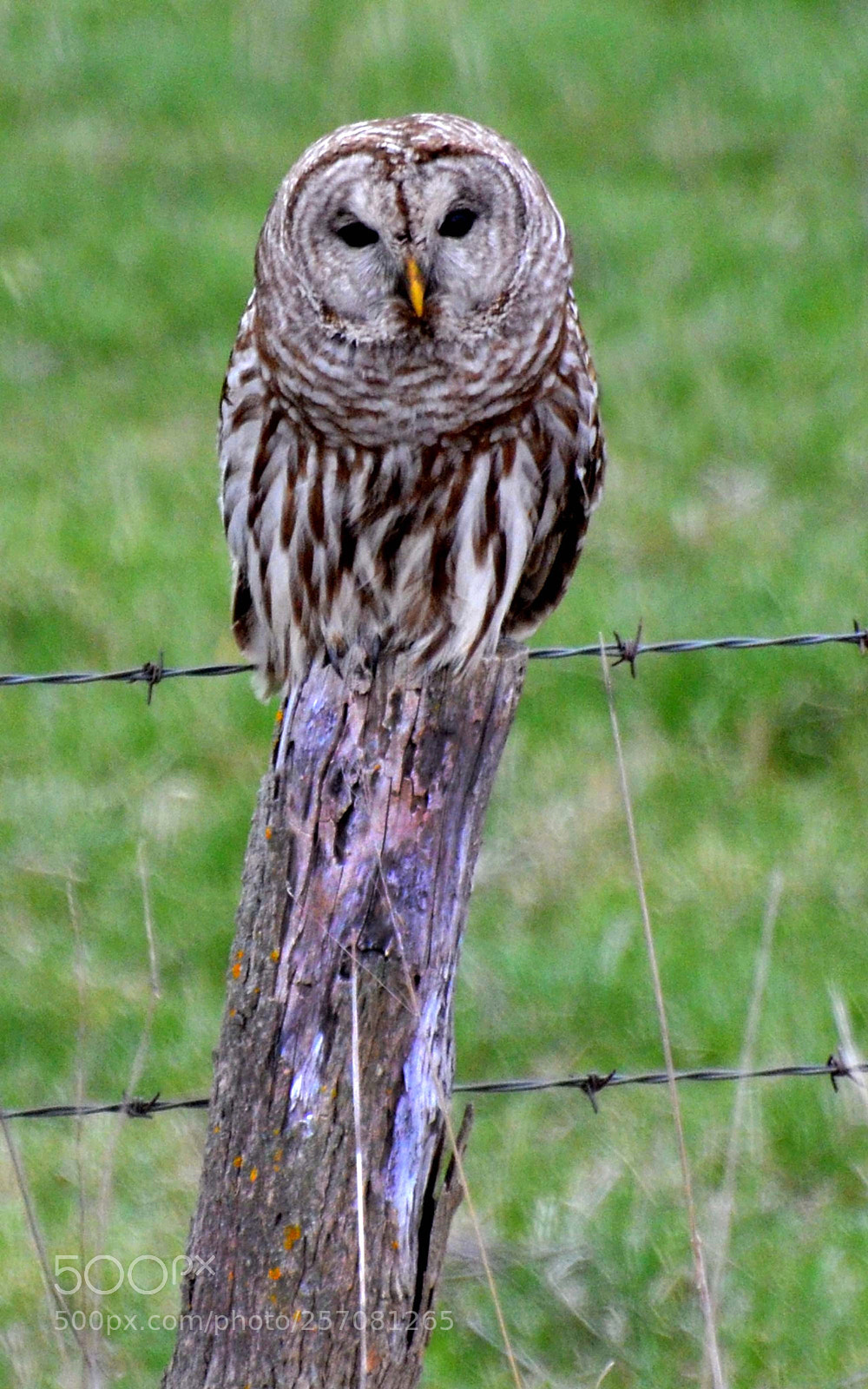 Nikon D7000 sample photo. Barred owl & barbed wire photography
