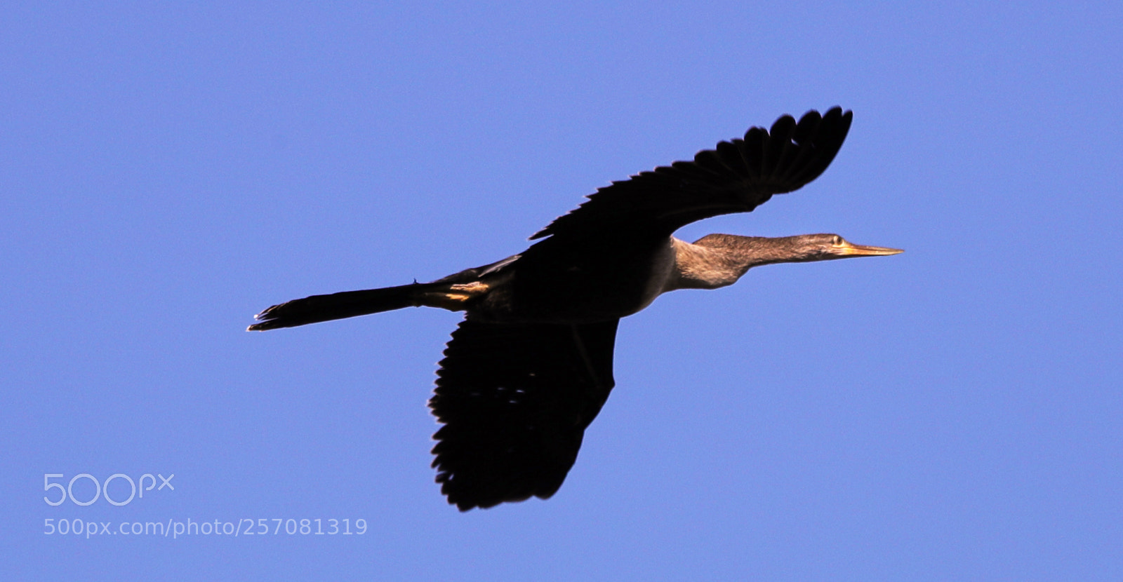 Canon EOS-1D X Mark II sample photo. 05-08-18-0016740.jpg photography