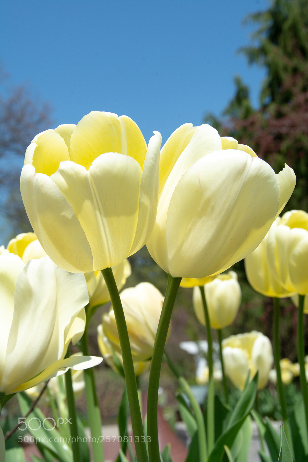Nikon D7100 sample photo. White greigii tulips pair photography