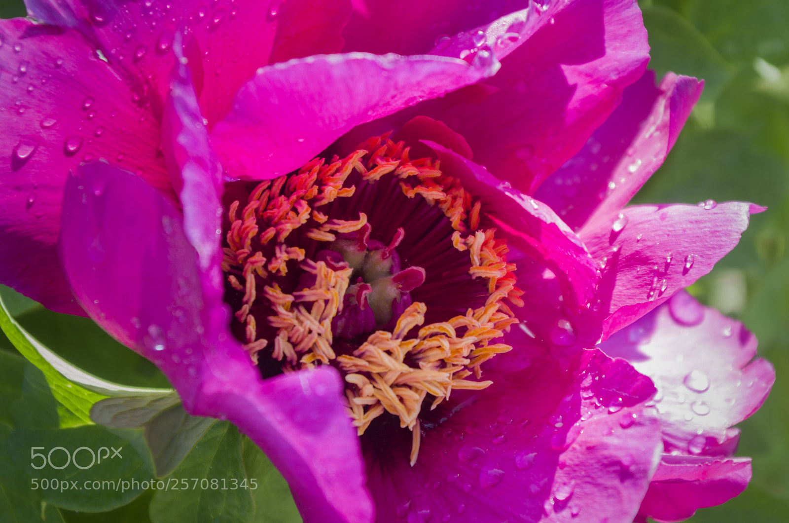 Pentax K-30 sample photo. Peony photography