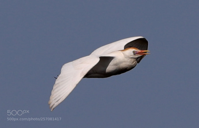 Canon EOS-1D X Mark II sample photo. 05-08-18-0016734.jpg photography