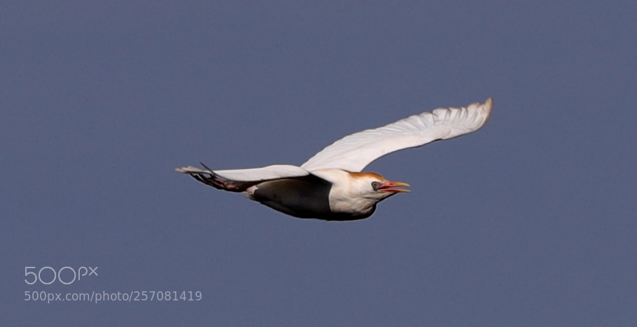 Canon EOS-1D X Mark II sample photo. 05-08-18-0016735.jpg photography