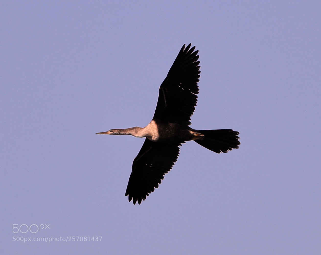 Canon EOS-1D X Mark II sample photo. 05-08-18-0016731.jpg photography