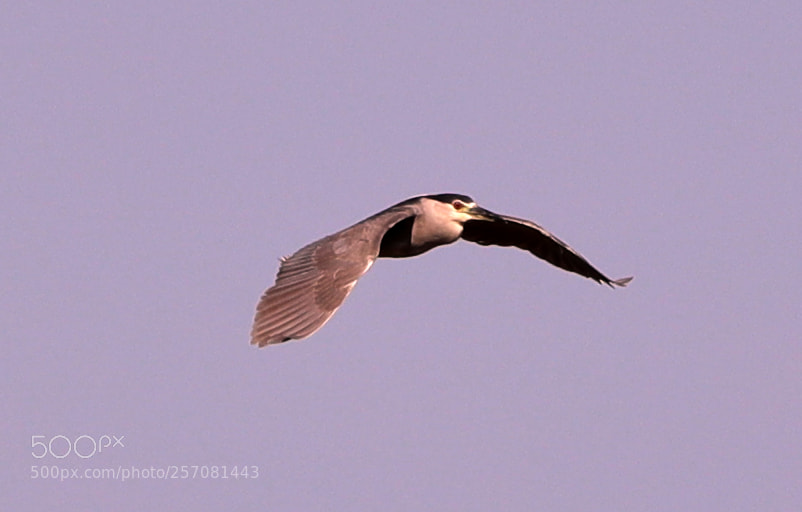 Canon EOS-1D X Mark II sample photo. 05-08-18-0016730.jpg photography