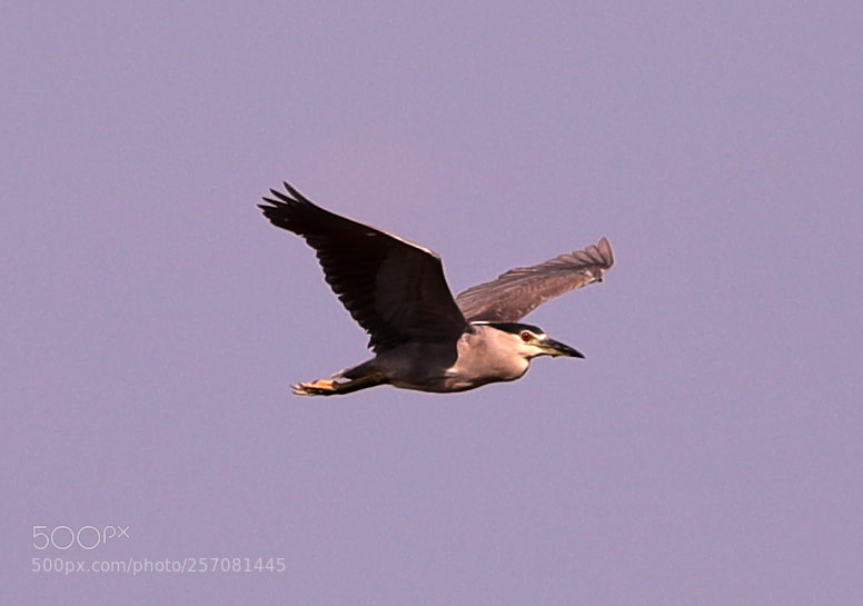 Canon EOS-1D X Mark II sample photo. 05-08-18-0016729.jpg photography