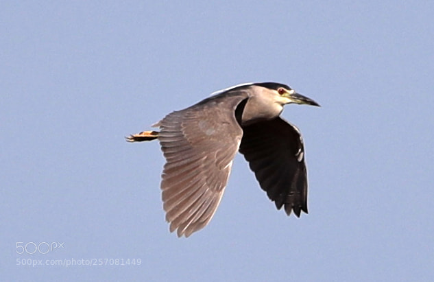 Canon EOS-1D X Mark II sample photo. 05-08-18-0016728.jpg photography