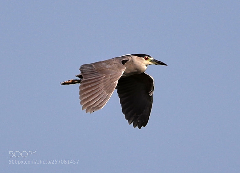 Canon EOS-1D X Mark II sample photo. 05-08-18-0016725.jpg photography