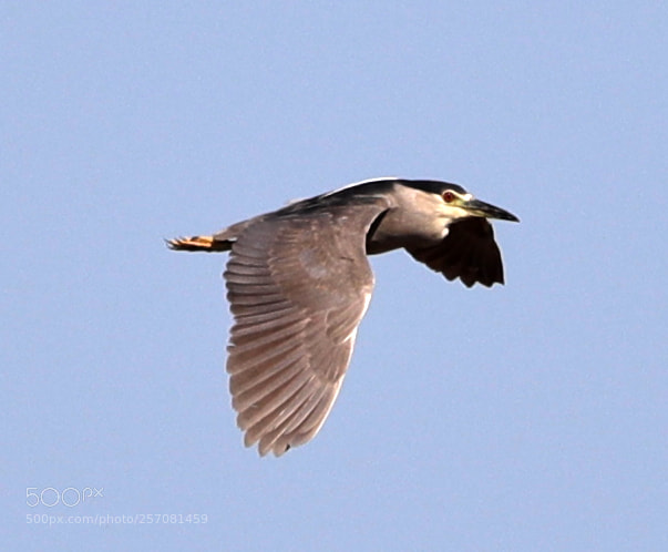 Canon EOS-1D X Mark II sample photo. 05-08-18-0016726.jpg photography