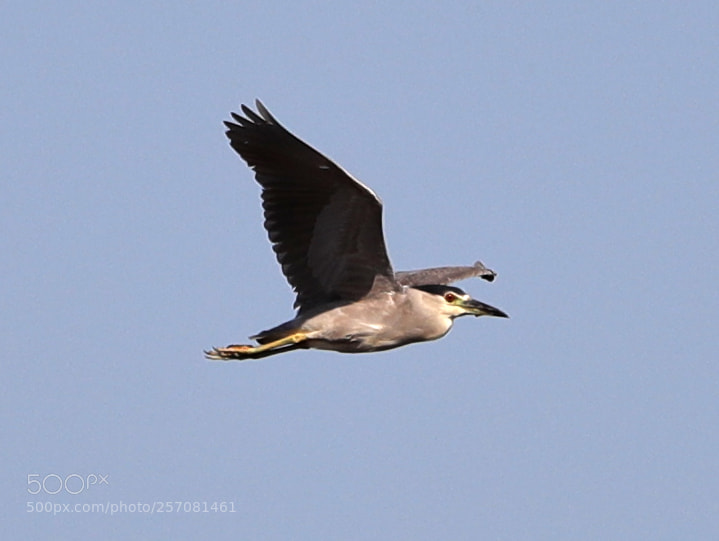 Canon EOS-1D X Mark II sample photo. 05-08-18-0016727.jpg photography