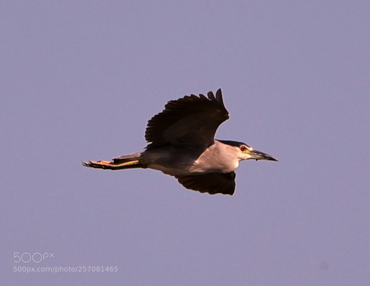 Canon EOS-1D X Mark II sample photo. 05-08-18-0016724.jpg photography