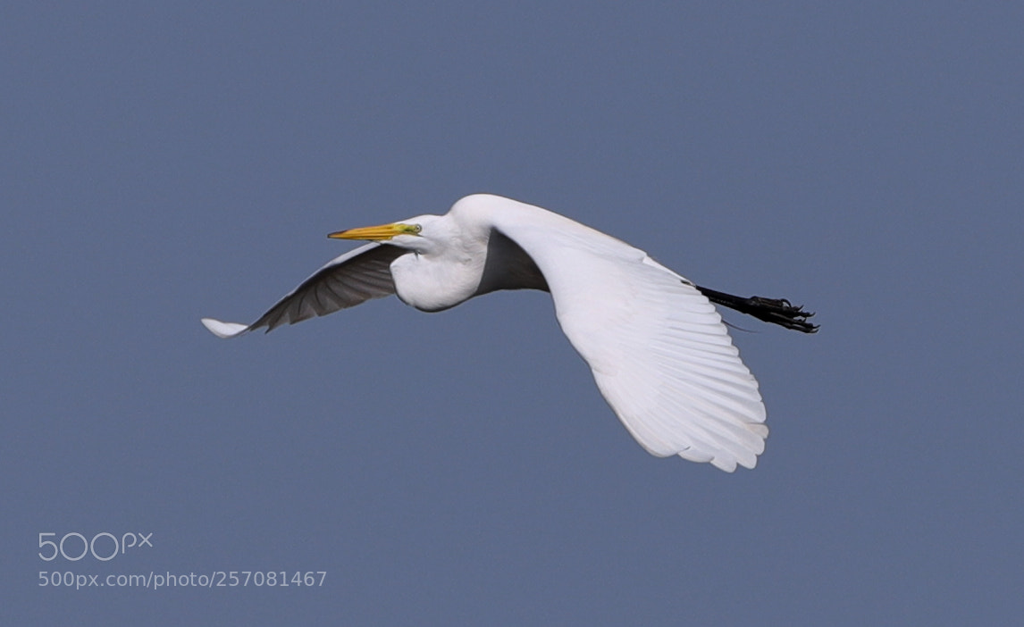 Canon EOS-1D X Mark II sample photo. 05-08-18-0016723.jpg photography
