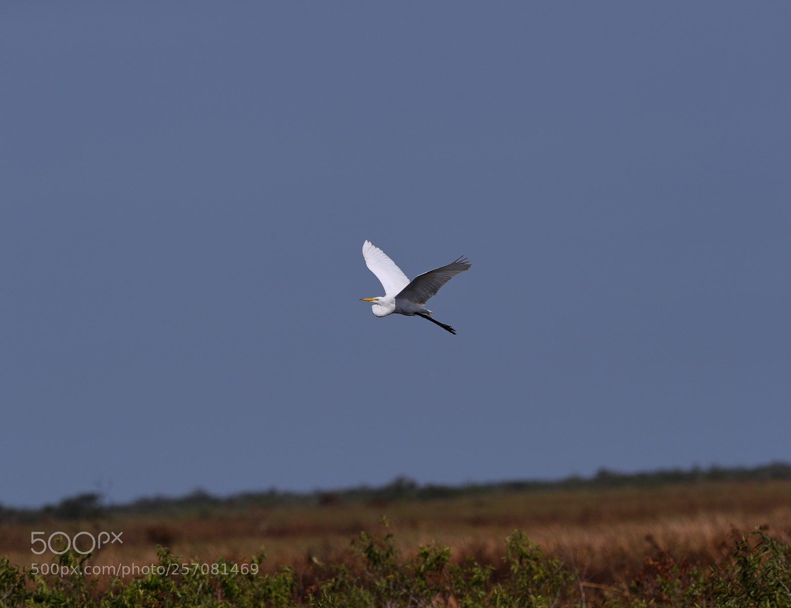 Canon EOS-1D X Mark II sample photo. 05-08-18-0016722 1.jpg photography
