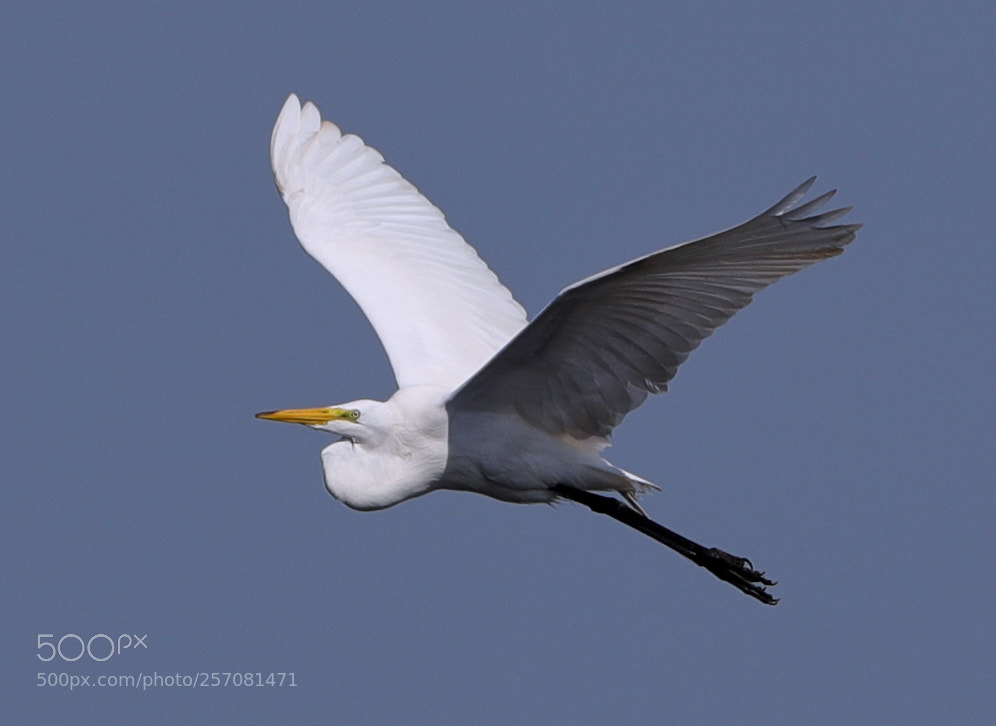 Canon EOS-1D X Mark II sample photo. 05-08-18-0016722.jpg photography