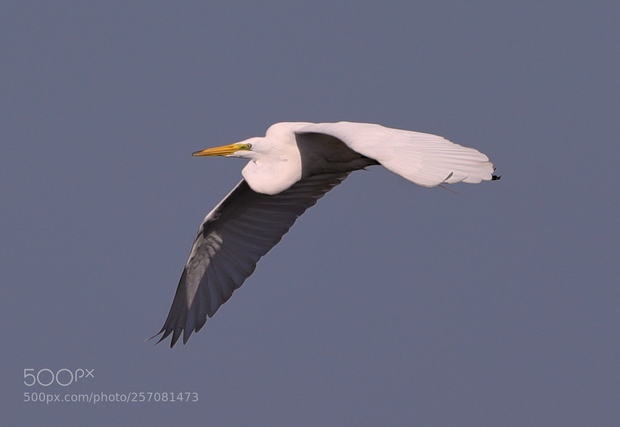 Canon EOS-1D X Mark II sample photo. 05-08-18-0016721.jpg photography