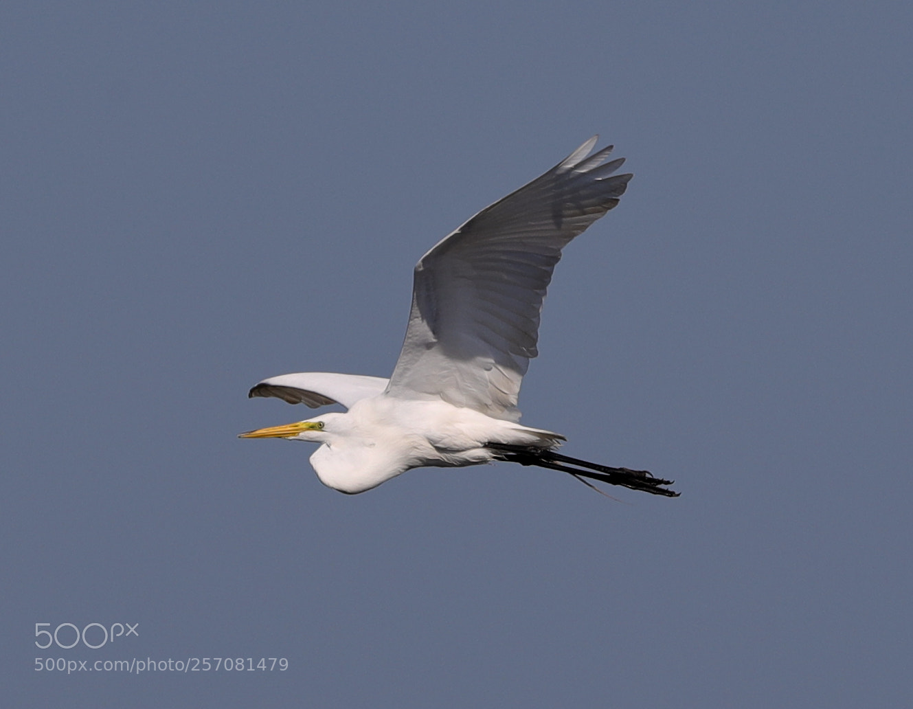 Canon EOS-1D X Mark II sample photo. 05-08-18-0016720.jpg photography