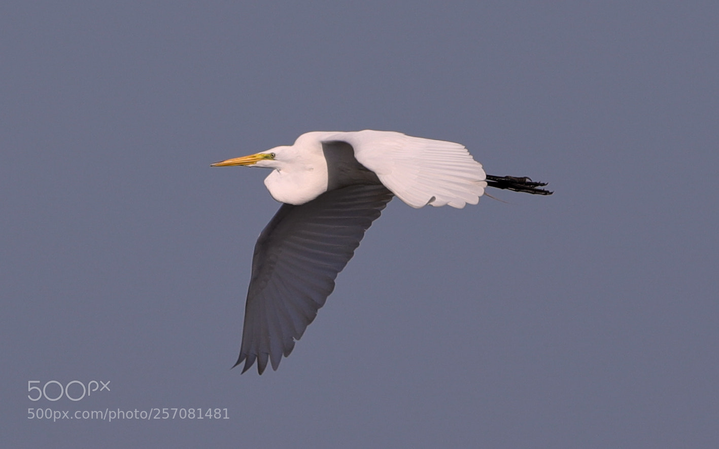Canon EOS-1D X Mark II sample photo. 05-08-18-0016719.jpg photography