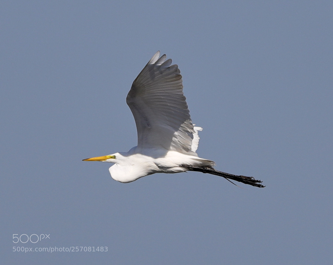 Canon EOS-1D X Mark II sample photo. 05-08-18-0016718.jpg photography