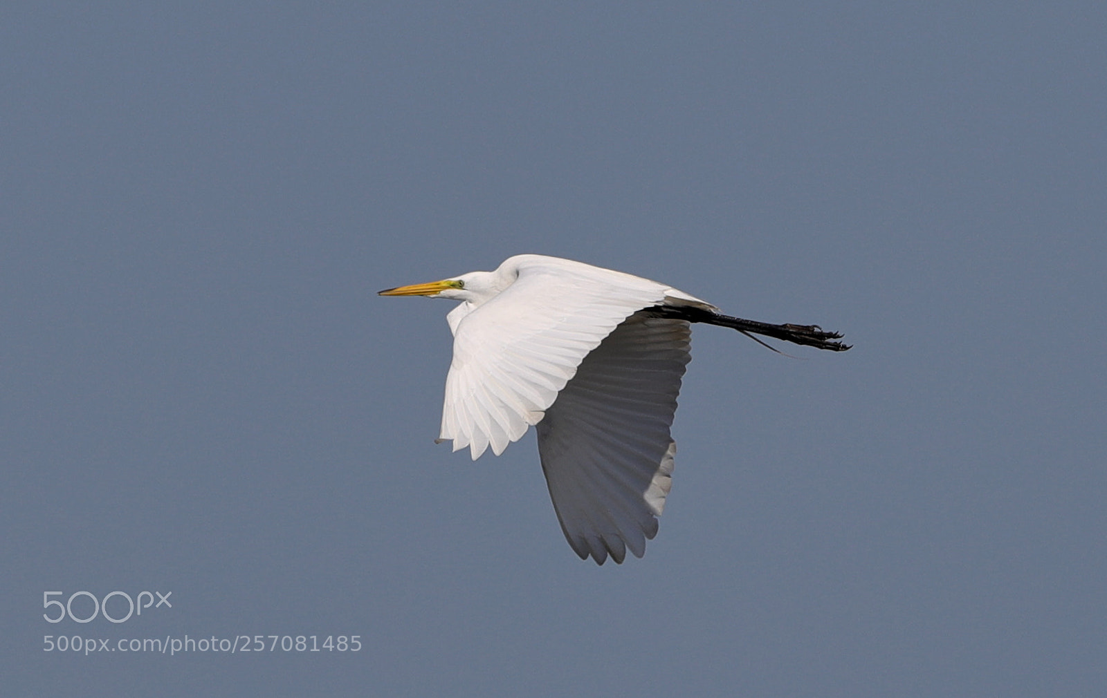 Canon EOS-1D X Mark II sample photo. 05-08-18-0016717.jpg photography