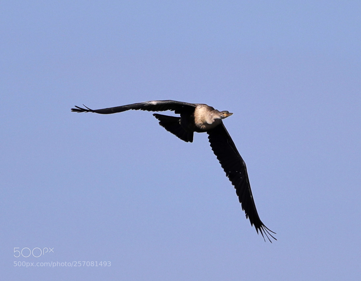 Canon EOS-1D X Mark II sample photo. 05-08-18-0016714.jpg photography
