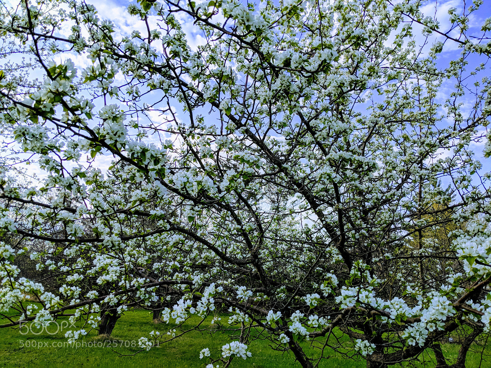 Google Pixel 2 XL sample photo. Pear tree sorry, no photography
