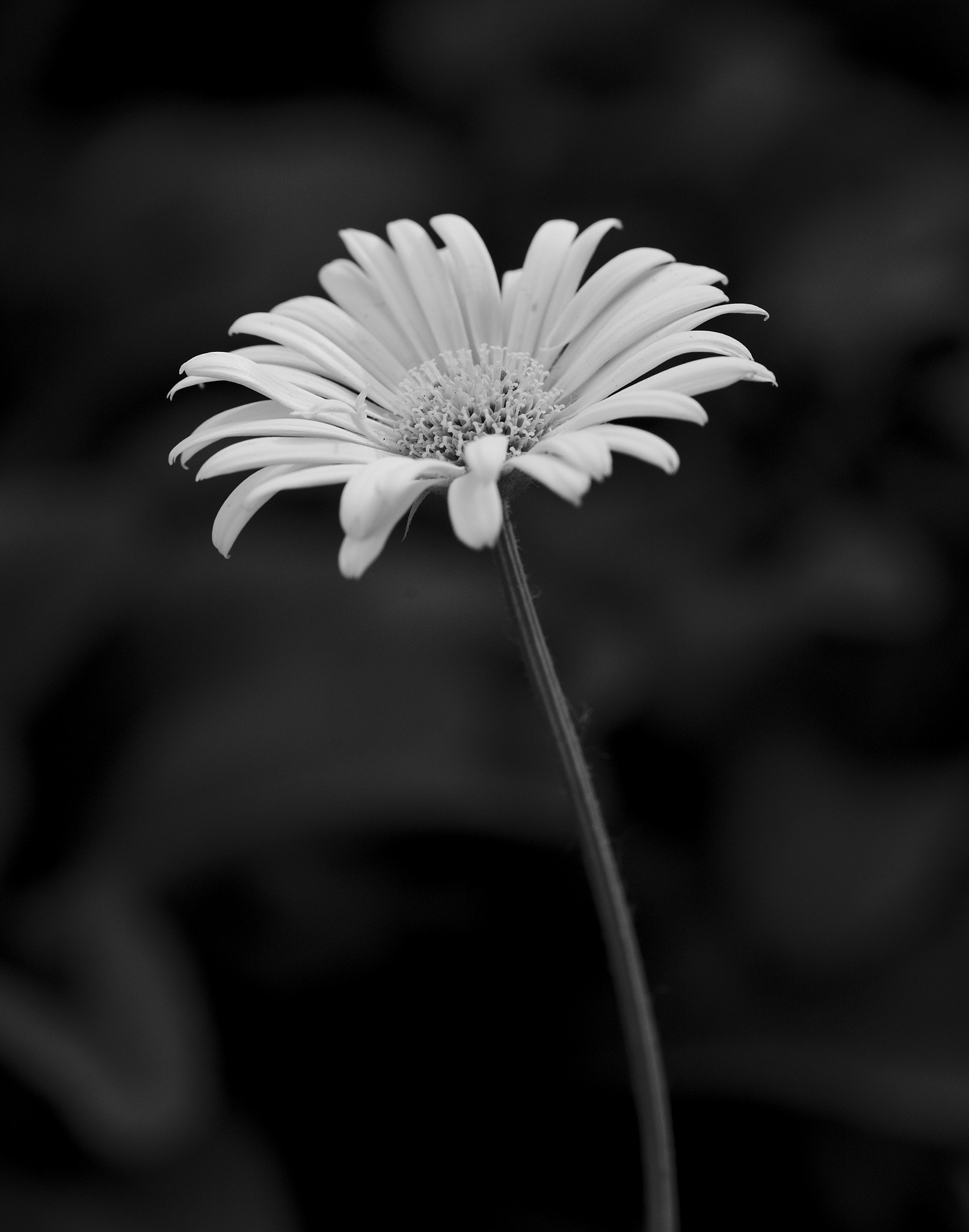 Sony a7 II + Tamron SP AF 90mm F2.8 Di Macro sample photo. Bank holiday in hyde park photography