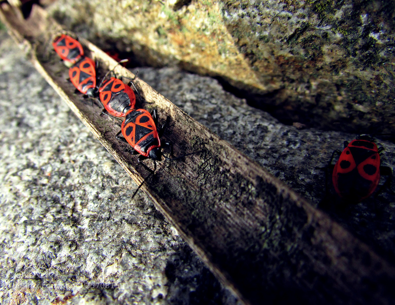 Canon PowerShot SX500 IS sample photo. Pyrrhocoris apterus photography