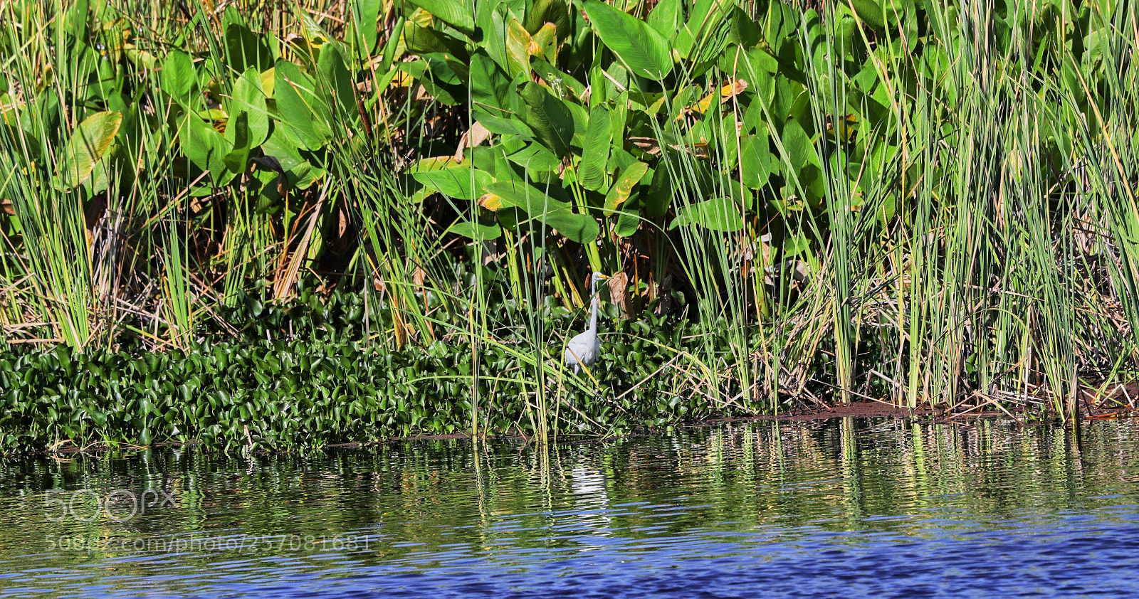 Canon EOS-1D X Mark II sample photo. 05-08-18-0016703.jpg photography